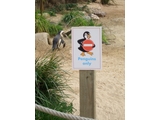 Penguin on a Stick