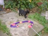 Cat-toy on stick