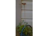 Fake bug on a stick