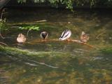 Ducks asleep on a stick